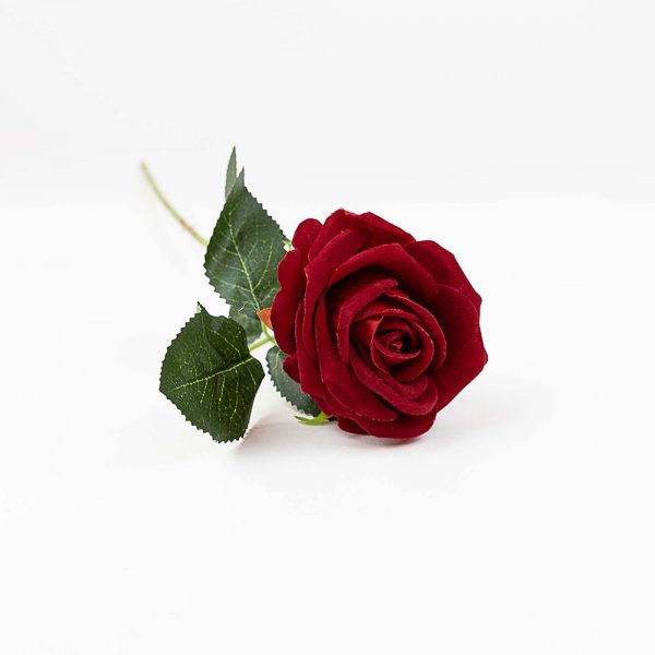 Single Red Rose